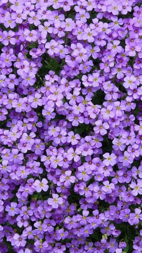 Purple Aesthetic Flower ˗ˏˋ💌ˎˊ˗ 𝑘𝑖𝑚𝑗𝑒𝑛𝑛𝑖𝑒𝑟𝑢𝑏𝑦𝑗𝑎𝑛𝑒 Nature Aesthetic