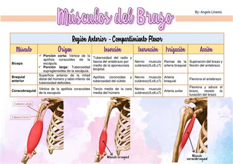 Anatomia Y Musculos Del Brazo Abc Fichas Images