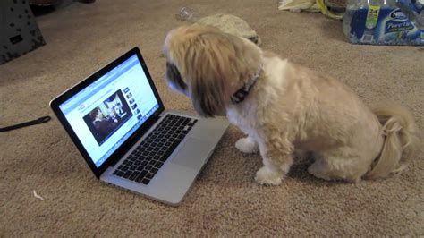 7 Shih Tzu Ready For Reality Tv Rover Blog