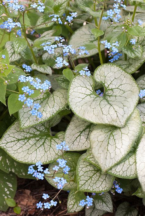 Brunnera Jack Frost Plant And Flower Stock Photography
