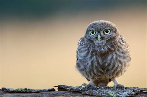 Little Cute Owl 4k Hd Birds 4k Wallpapers Images Backgrounds