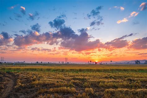 The Sunset And The Rice Field Stock Photo Download Image Now Istock