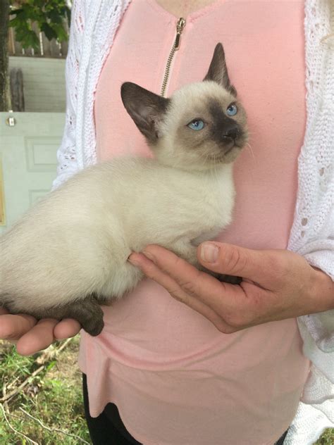 Siamese Cats For Sale Fremont Oh 241897 Petzlover