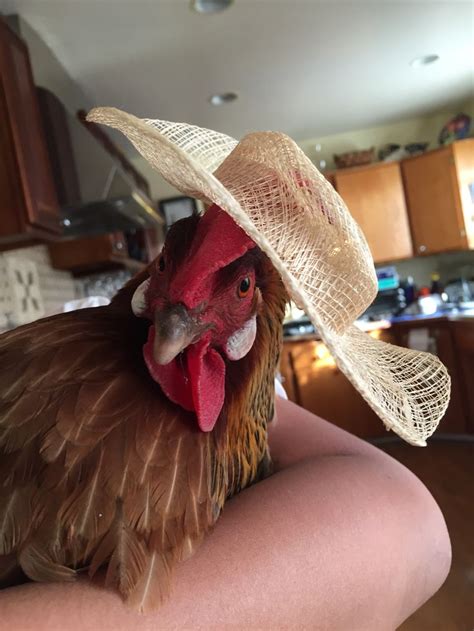 My Chicken Weirdo In A Lovely Hat Fancy Chickens Pet Chickens