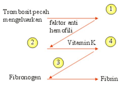 Perhatikan pertanyaan berikut ini pengundulan hutan, penghematan listrik, peternakan, pembakaran hutan, pembangunan produk elektronik yg ramah lingkun … gan. BIOLOGI GONZAGA: TRY OUT 6