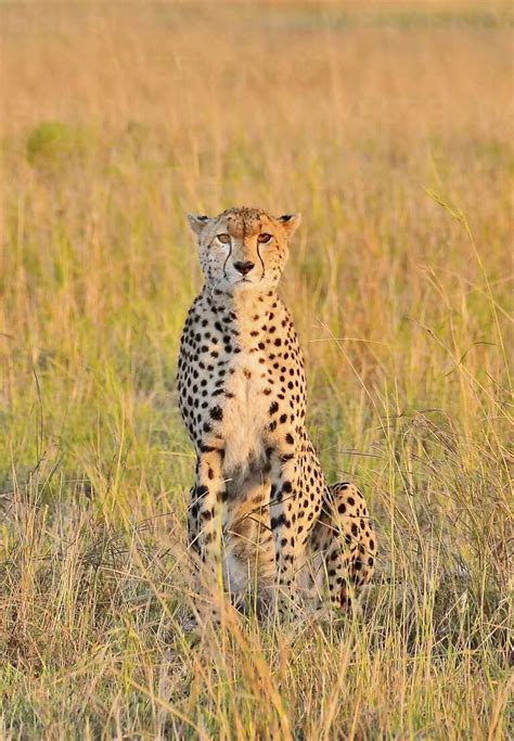 A Beautiful Cheetah Cat Stock Photo