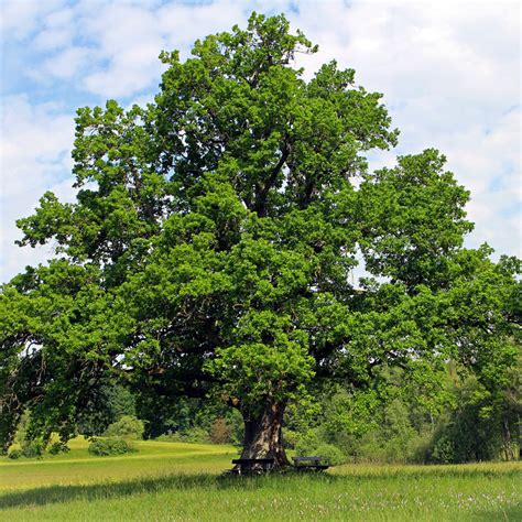 White Oak Trees For Sale Buying And Growing Guide