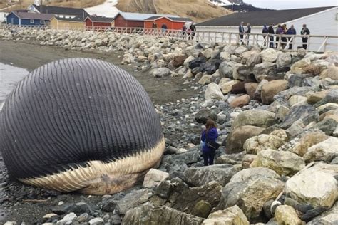 26 Meter Long Moпѕteг Washed Up On A Canadian Beach Feb Daily