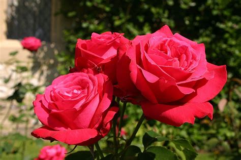 Rose Alecs Red 3ft Standard Premium Hello Hello Plants And Garden