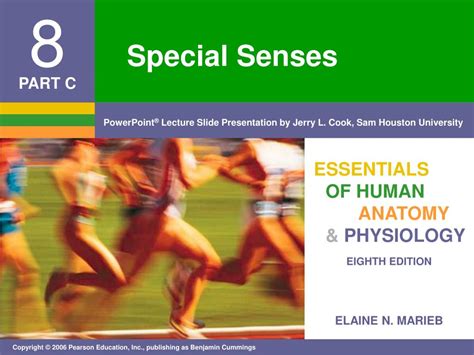 Ppt Special Senses Powerpoint Presentation Free Download Id3764401