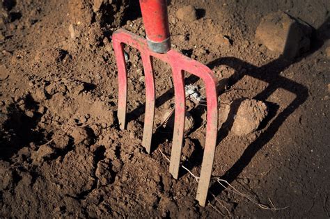 Using A Digging Fork Learn When To Use Digging Forks In The Garden
