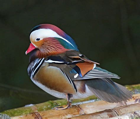 Pictures And Information On Mandarin Duck