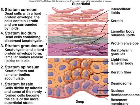 Layers Of The Epidermis Stratum Granulosum