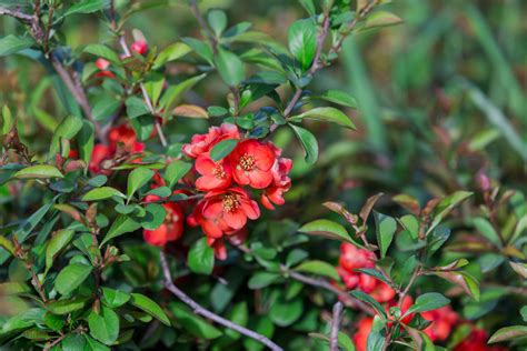 Red Flowering Bush In Winter 14 Best Flowering Shrubs Beautiful