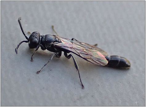 Hymenoptera Trypoxylon Attenuatum Slender Wood Borer Wasp