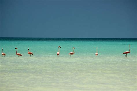 Holbox Island Home To Warm Sunsets And Flamingos The World Up Closer