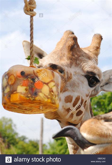 Giraffes Eating Fruit Hi Res Stock Photography And Images Alamy