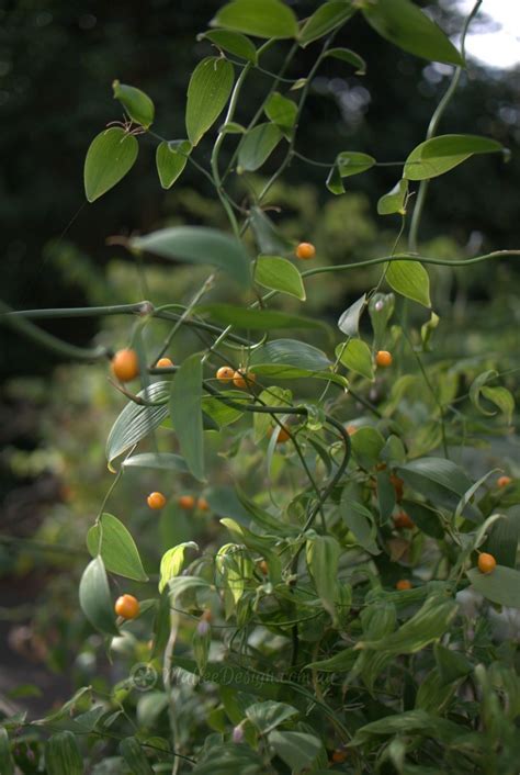 Wombat Berry Pretty Bush Food Mallee Design