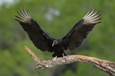 Black Vulture Focusing On Wildlife