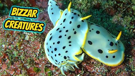 Incredibly Colorful Sea Slugs Footage Compilation Real Diving Creatures Youtube