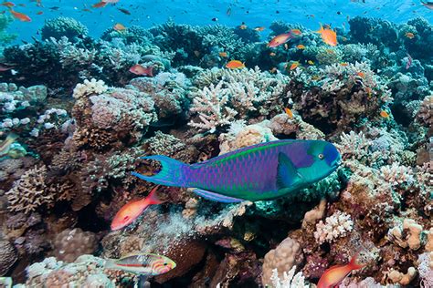 Research Shows Parrotfish Are Critical To Coral Reef Island Building