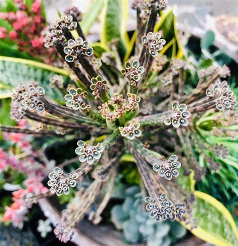 MoJo (@the_knot_spot) • Plants | Plants, Plant lady, Instagram photo