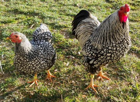 Œufs fécondés œufs à couver poules naines wyandotte argentée dorée