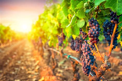 Bunches of grapes in the rows of vineyard at sunset | Ballentine Vineyards