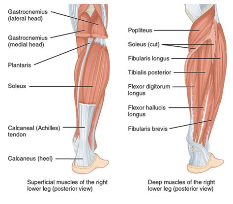 Different Types Of Calf Muscles