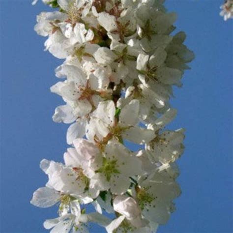 Buy Weeping Fuji Cherry Syn Snow Showers Prunus Hillings Weeping