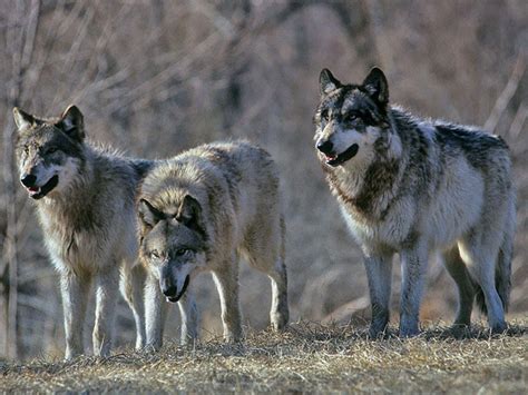 Wolves is created under microsoft's game content usage rules using assets based on the mechassault universe. Washington Wildlife Officials Continue Lethal Pursuit of ...
