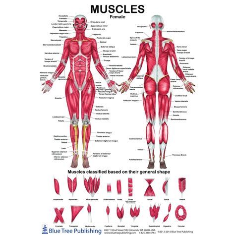 Back Muscles Diagram Woman Body Muscles Diagram In Full Length Front