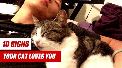 Why Does My Cat Lick Me 10 Signs Your Cat Loves You Youtube