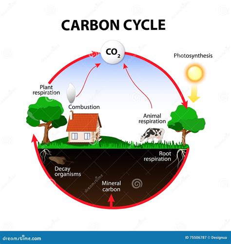 Sintético 97 Foto Dibujo Sobre El Ciclo Del Carbono Actualizar