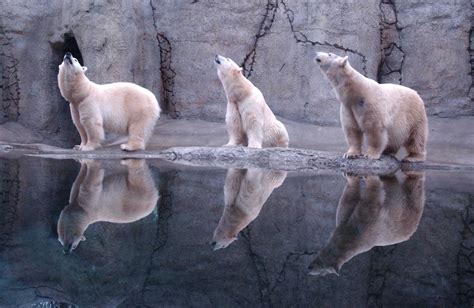 Three Polar Bears Animals Polar Bears Reflection Hd Wallpaper