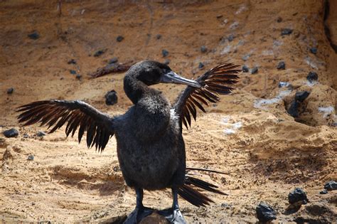 Best Time To See Flightless Cormorant In Galapagos Islands 2020