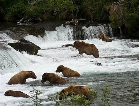 Bear Watching At Brooks Falls Katmai National Park And Preserve