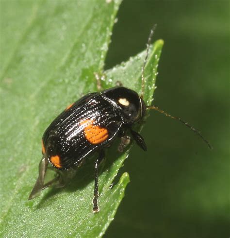 Leaf Beetle Bassareus Mammifer Bugguidenet