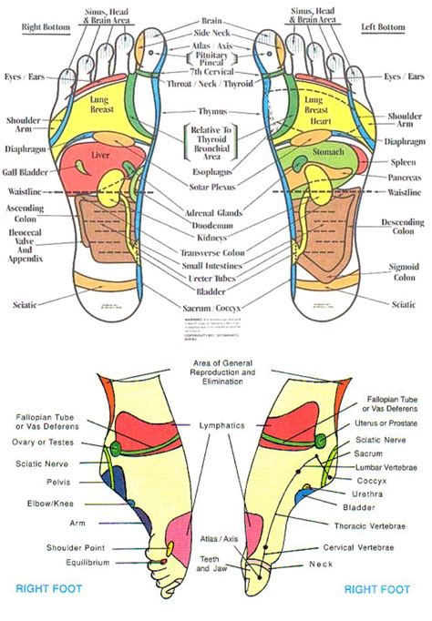 Foot Reflexology Chart 02 Screenshot Reflexology Reflexology Massage