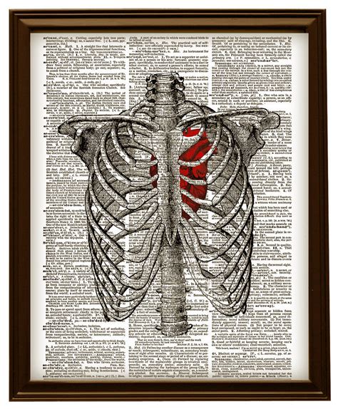 In human skeletal system the bony thoracic basket or rib cage which forms the skeleton of the wall of the chest or thorax. HUMAN RIB CAGE Anatomy Diagram with Red and 50 similar items