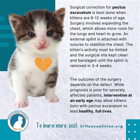 Pectus Excavatum In Kittens National Kitten Coalition