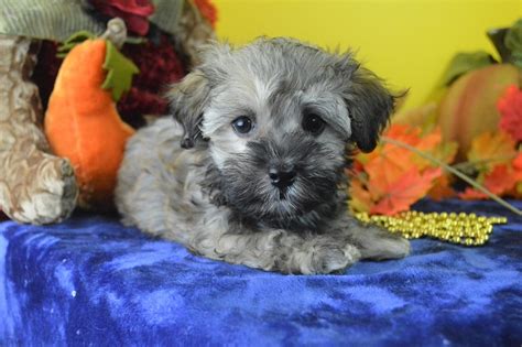 Browse the largest, most trusted source of havanese puppies for sale. Havanese Puppies for Sale | Royal Flush Havanese