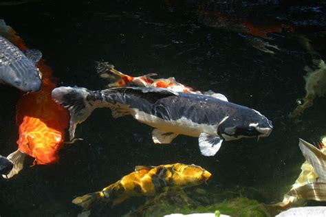True quality koi can be sold online but the shipping and chance of problems i also had introduced a higher protein quality koi food and they loved it. NY|Pleasures Of Koi Fish In Rochester|New York|Near Me ...