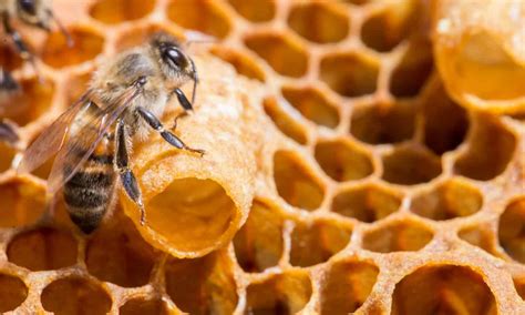 Queen Bee Vs Worker Bee What Are The Differences A Z Animals