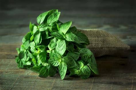Types Of Mint And Their Uses Lovetoknow