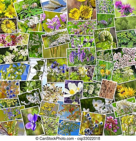 Wild Medicinal Plants Of Siberia A Collage Of Photos Canstock