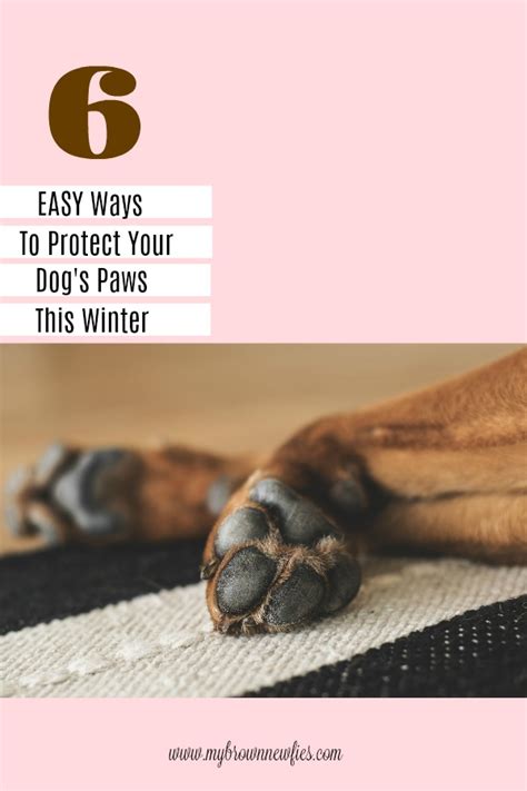 Winter can be a tough time for a dog's paws. How To Safely Keep Dog Paws Protected In The Winter - My ...