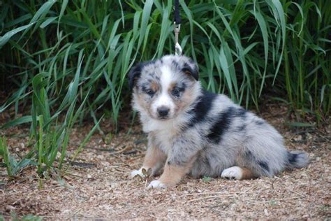 Australian shepherds or aussies are lean, medium, bobtailed dogs and a cowboy favorite for guarding and herding at ranches, rodeos, and horse shows. Adorable Australian Shepherd/Border Collie/Heeler cross ...