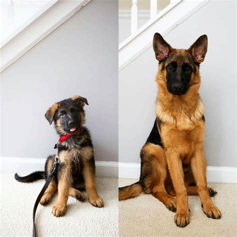 List 103 Pictures Month By Month German Shepherd Growth Stages
