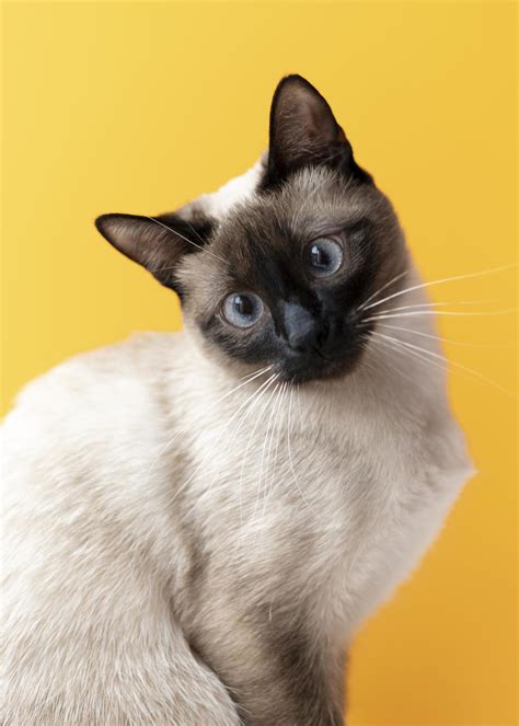 Cute Siamese Cat On Yellow Background 2410747 Stock Photo At Vecteezy